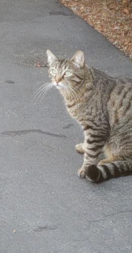 Lost Male Cat last seen Near ave. 125 st., Surrey, BC V3W 7W4