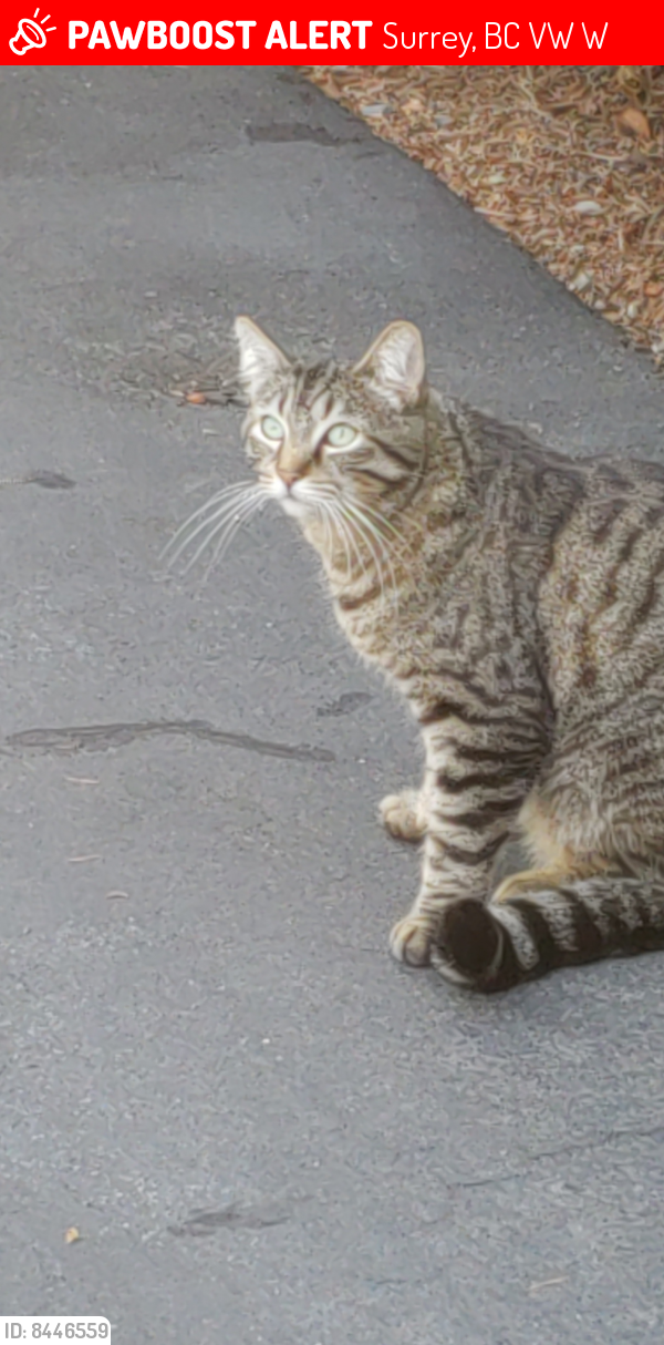 Lost Male Cat last seen Near ave. 125 st., Surrey, BC V3W 7W4