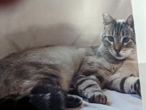 Lost Female Cat last seen Farragut and Decatur rd. off Hiway 9, Los Gatos, CA 95030