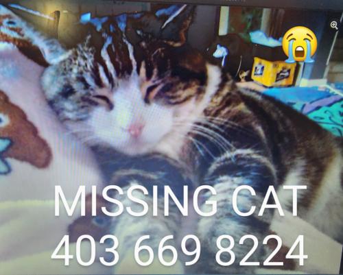 Lost Male Cat last seen Fonda court SE Calgary , Calgary, AB T2A 5S1