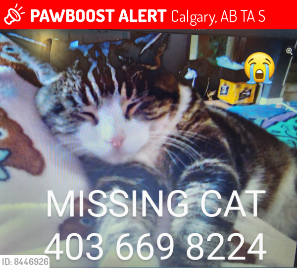 Lost Male Cat last seen Fonda court SE Calgary , Calgary, AB T2A 5S1