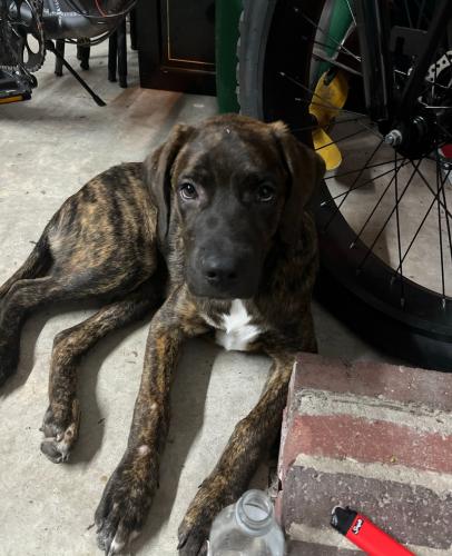 Lost Male Dog last seen Bemiss and old pine Rd ext, Lowndes County, GA 31605