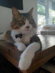 Lost Male Cat last seen Illinois St & Rose, Lake Elsinore, CA 92530