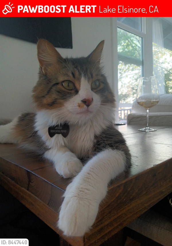 Lost Male Cat last seen Illinois St & Rose, Lake Elsinore, CA 92530