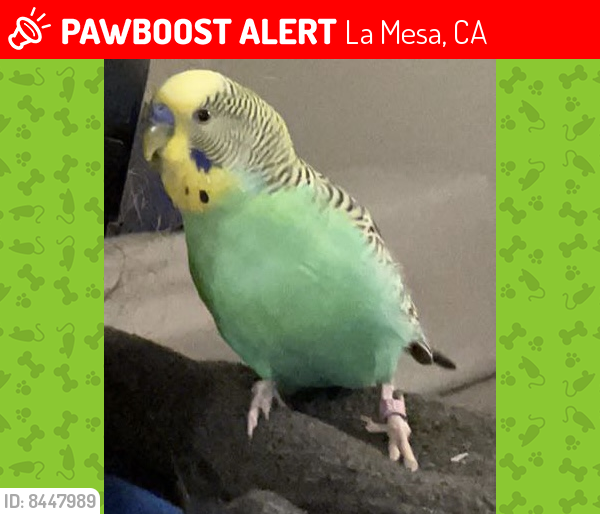 Lost Male Bird last seen Shasta Lane, La Mesa, La Mesa, CA 91942