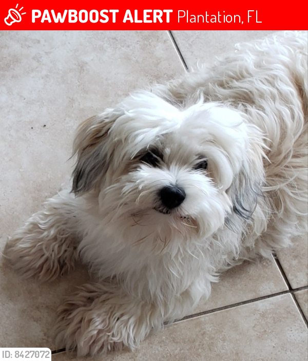 Lost Female Dog last seen Broward Blvd & Flamingo Road , Plantation, FL 33325