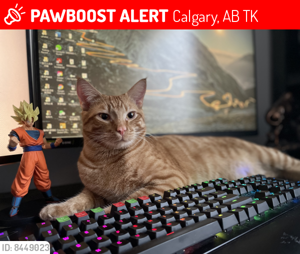Lost Male Cat last seen Country hills villas area by play way learning Center , Calgary, AB T3K