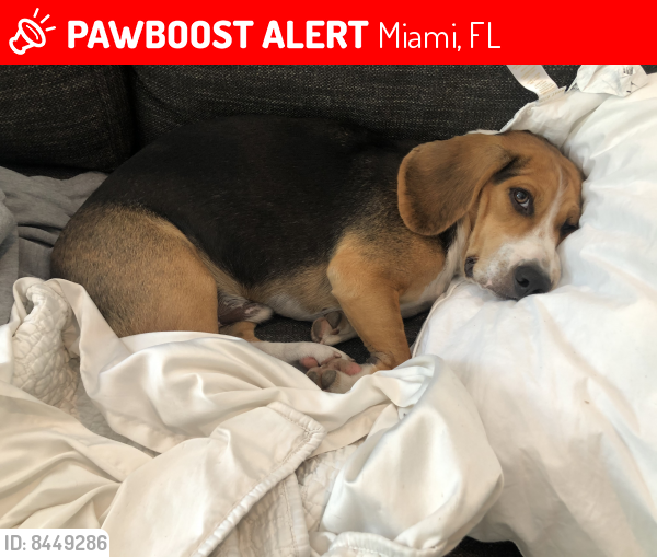 Lost Male Dog last seen William Ave , Miami, FL 33133