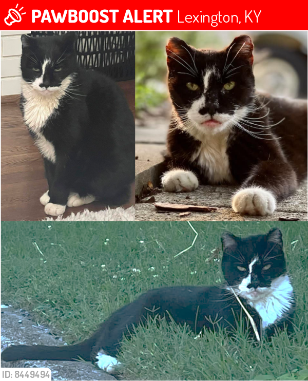 Lost Male Cat last seen Memory Lane and Richmond Avenue (Kenwick Neighborhood), Lexington, KY 40502