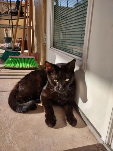 Lost Female Cat last seen Golden gate 44th street, Naples, FL 34116