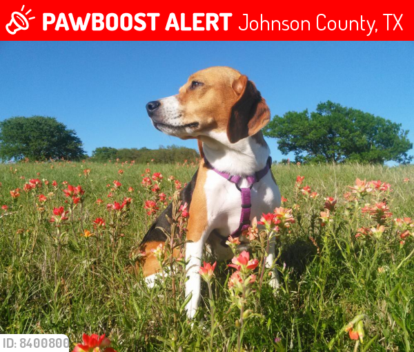 Lost Female Dog last seen Near and fm 4 grandview tx, Johnson County, TX 76050