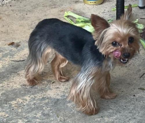 Lost Female Dog last seen Freedom Park, Valdosta, GA 31605
