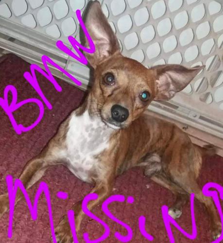 Lost Male Dog last seen Sunland gin and santa cruz blvd az city, Arizona City, AZ 85223