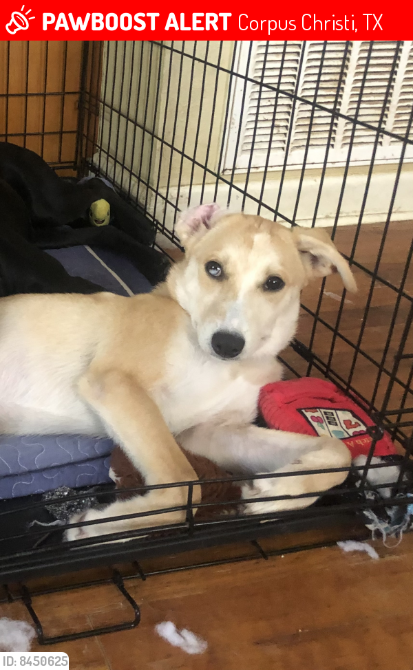 lost-female-dog-in-corpus-christi-tx-78412-named-summer-id-8450625