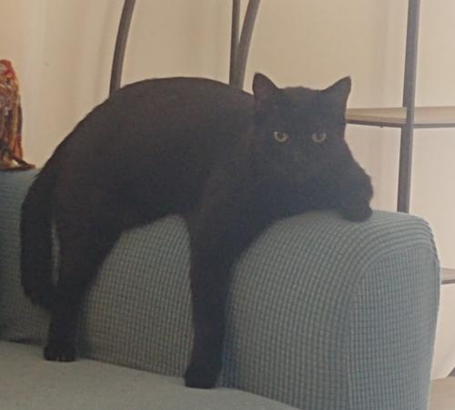 Lost Male Cat last seen Buccaneer Dr and lagoon Rd fort Myers beach, Fort Myers Beach, FL 33931