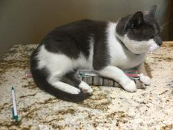 Lost Male Cat last seen First Rd W and Highland Rd W, Hamilton, ON L8J