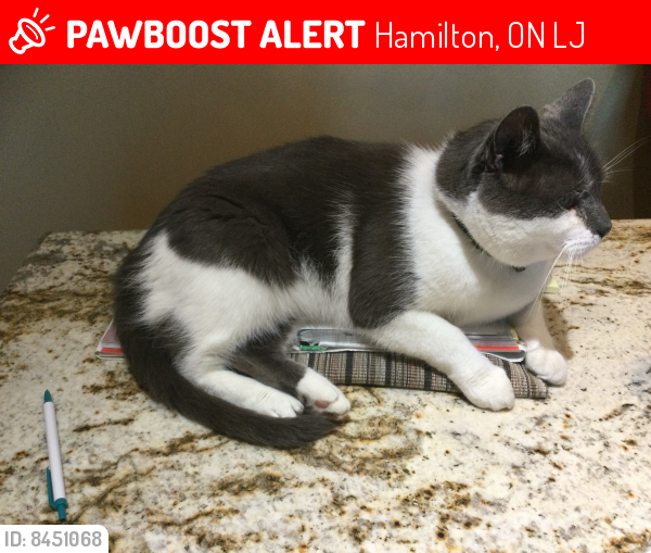 Lost Male Cat last seen First Rd W and Highland Rd W, Hamilton, ON L8J