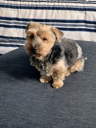 Lost Male Dog last seen Royal Troon and Rollercoaster, Monument, CO 80132