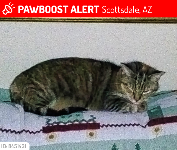 Lost Female Cat last seen Corner of East Bloomfield Rd & Paradise Village Parkway East, Scottsdale, AZ 85254