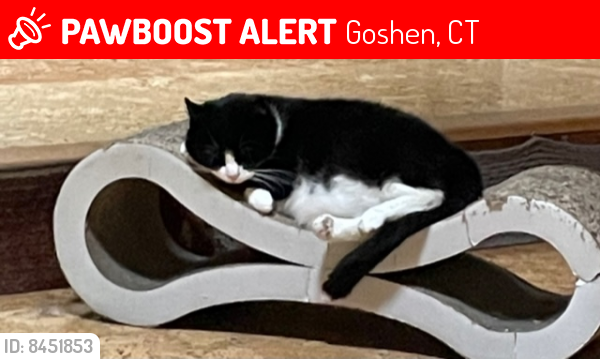 Lost Male Cat last seen East Hyerdal/near  paxton   is Chatham, Goshen, CT 06756