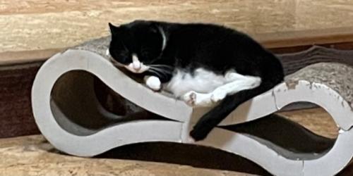 Lost Male Cat last seen East Hyerdal/near  paxton   is Chatham, Goshen, CT 06756