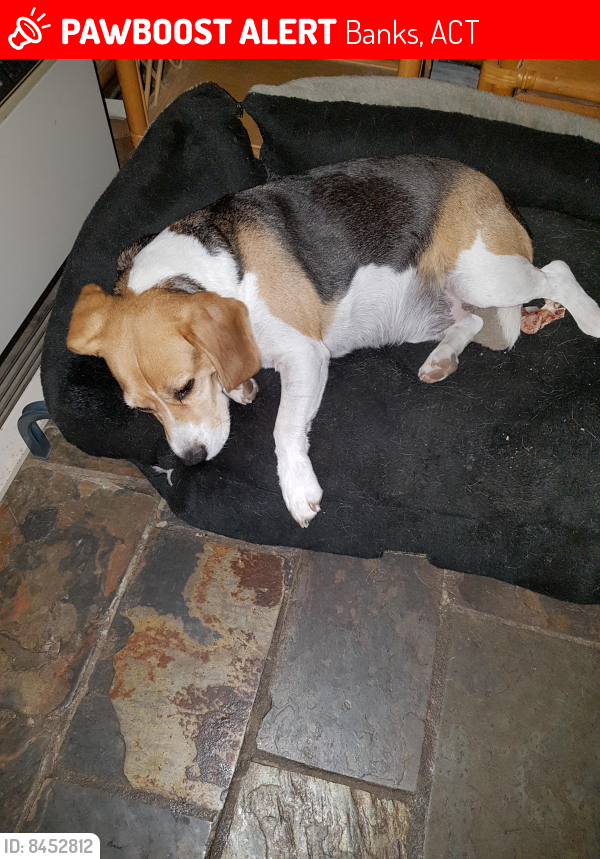Lost Male Dog last seen Rob Roy nature reserve and Crespin Place Banks, Banks, ACT 2906