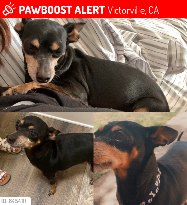 Lost Female Dog last seen Fern Pine St,Vista Verde, Mesa View, Victorville, CA 92392