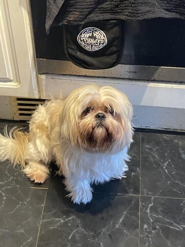 Lost Male Dog last seen Near wardell close, Greater London, England NW7 2LG