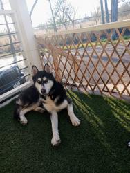 Lost Male Dog last seen Alamo Rd/ Santa Ana Wildlife refuge , Alamo, TX 78516