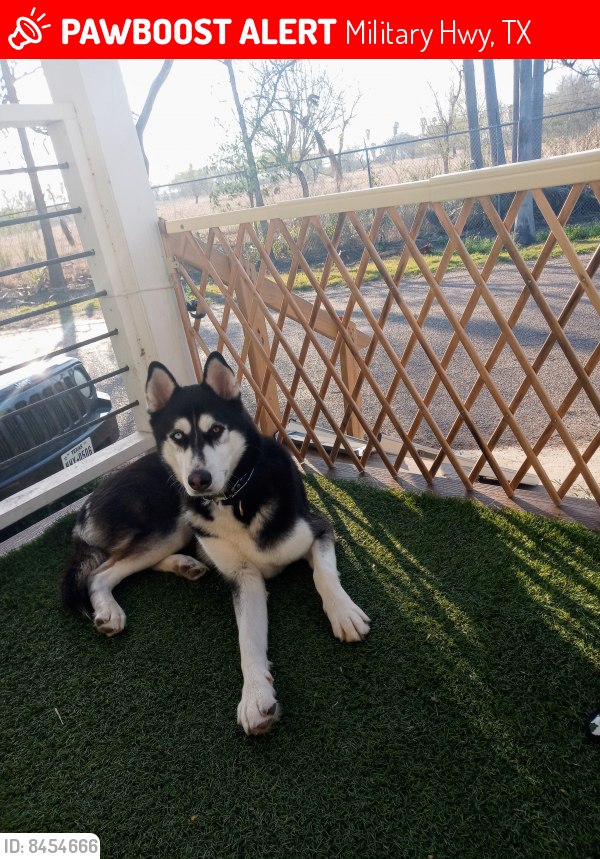 Lost Male Dog last seen Alamo Rd/ Santa Ana Wildlife refuge , Alamo, TX 78516