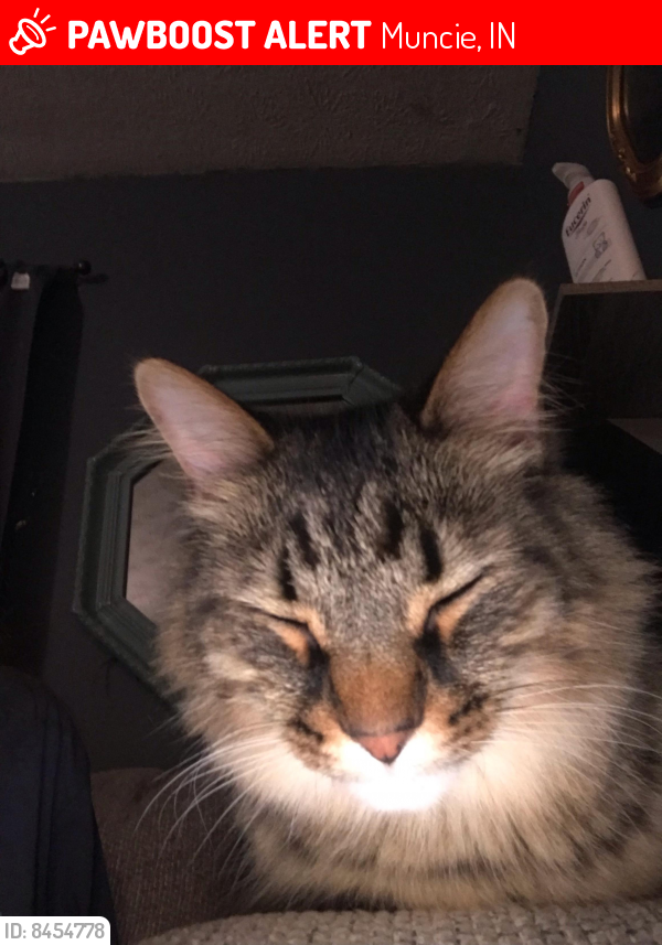 Lost Male Cat In Muncie IN 47302 Named Zeus ID 8454778 PawBoost lost-male-cat-in-muncie-in-47302-named-zeus-id-8454778-pawboost