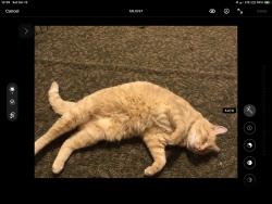 Lost Female Cat last seen Main Ave and Spring Ave Ext, Wynantskill, NY 12198