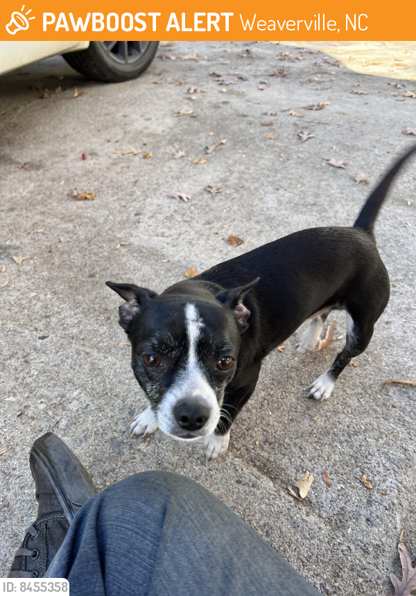 Weaverville NC Stray Male Dog Found Near Weaverville PawBoost