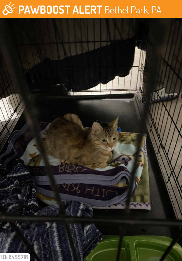 Bethel Park PA Stray Female Cat Found Near Walmart Parking Lot