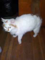 Lost Male Cat last seen Drexel avenue , Indianapolis, IN 46203
