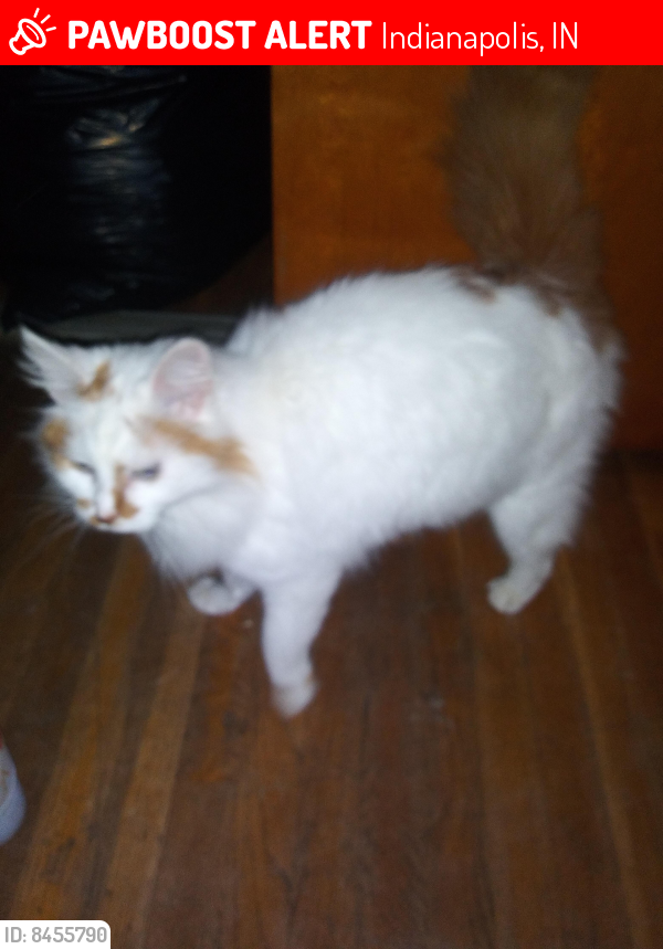 Lost Male Cat last seen Drexel avenue , Indianapolis, IN 46203