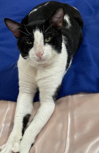 Lost Male Cat last seen Flagler , Miami, FL 33130