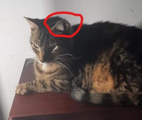 Lost Male Cat last seen Near  11510 Tinkers creek rd by canal and stone rd  in valley view ohio, Valley View, OH 44125