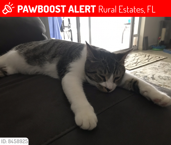 Lost Male Cat last seen 8th Ave Se Naples 34117, Rural Estates, FL 34117