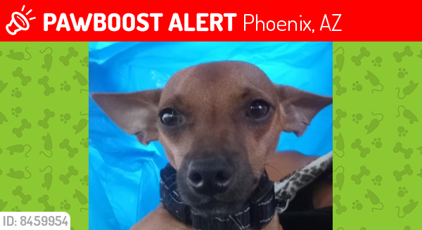 Lost Male Dog last seen 44st Carson Rd , Phoenix, AZ 85042