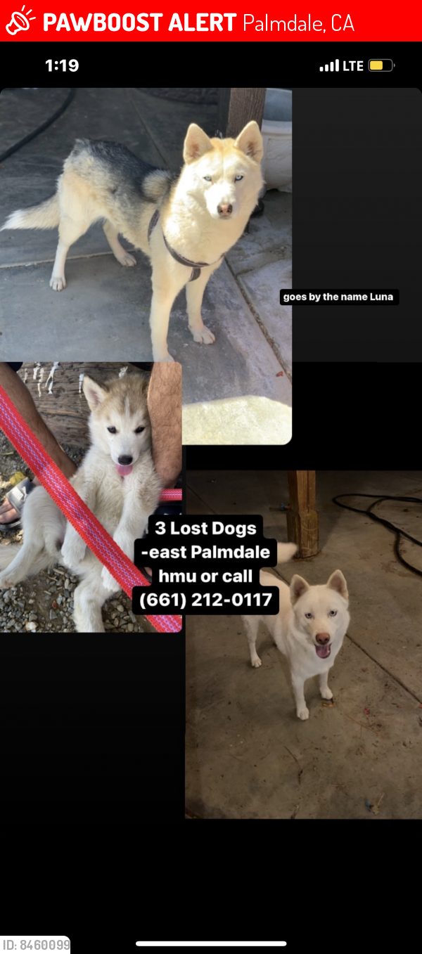 Lost Female Dog in Palmdale, CA 93550 Named Luna (ID 8460099) PawBoost