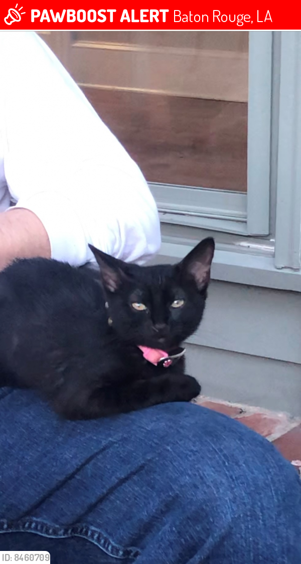 Lost Female Cat in Baton Rouge, LA 70810 Named Lucy (ID 8460709
