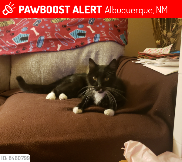 Lost Male Cat last seen Sun Ray & Summer Ray, Albuquerque, NM 87120
