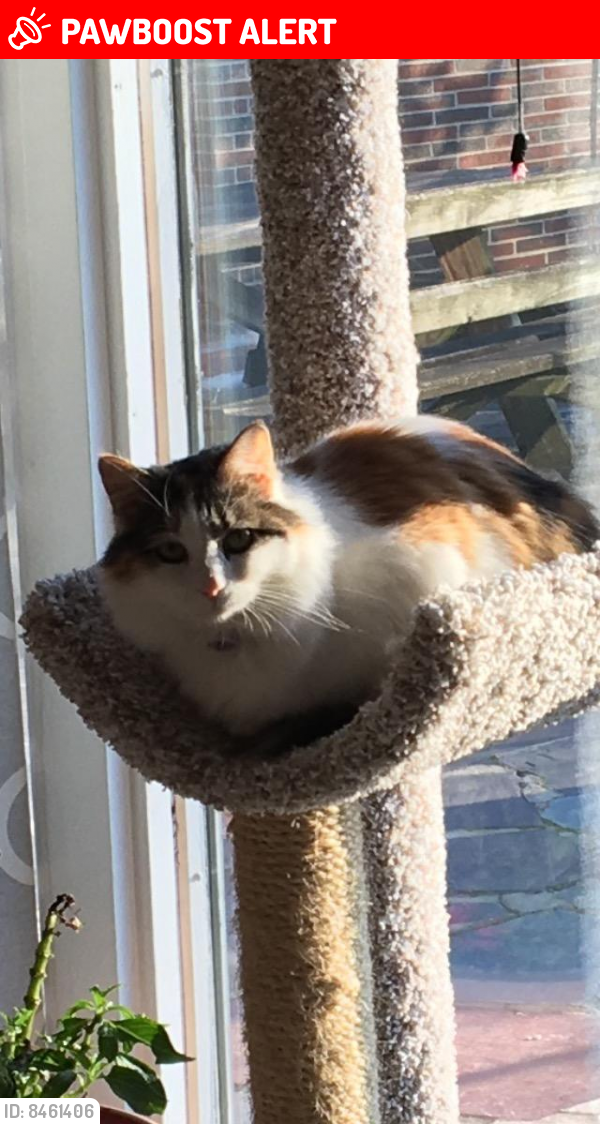 Lost Female Cat last seen Providence road and bullens lane, Nether Providence Township, PA 19086
