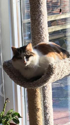 Lost Female Cat last seen Providence road and bullens lane, Nether Providence Township, PA 19086