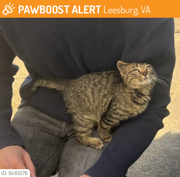 Found/Stray Unknown Cat last seen Foxhunt Terrace NE, Leesburg, VA 20176