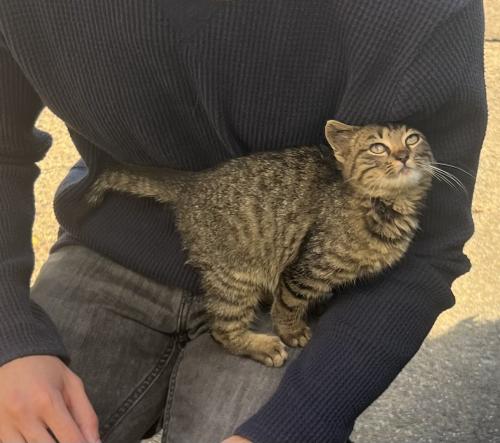 Found/Stray Unknown Cat last seen Foxhunt Terrace NE, Leesburg, VA 20176