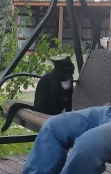 Reunited Male Cat last seen CR 47 and CR 70 Eaton, CO, Weld County, CO 80631