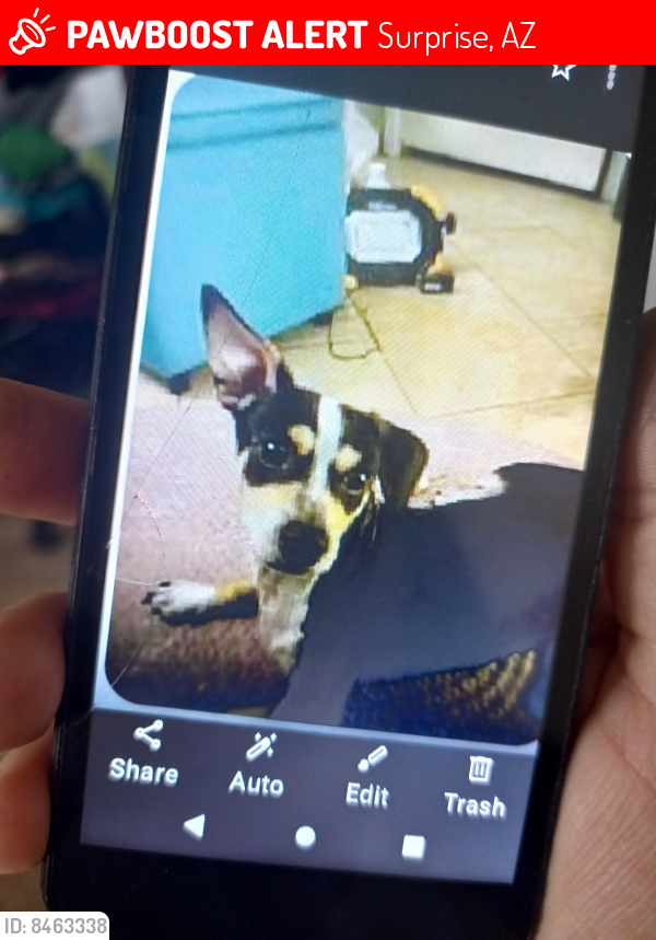 Lost Male Dog last seen Greenway and Dysart , Surprise, AZ 85374