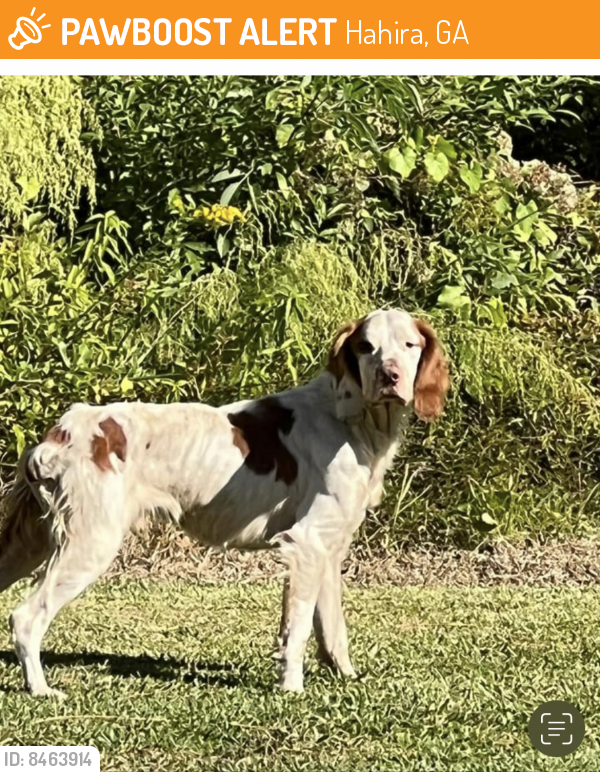Found/Stray Male Dog last seen Gray Rd., Hahira, GA, Hahira, GA 31632